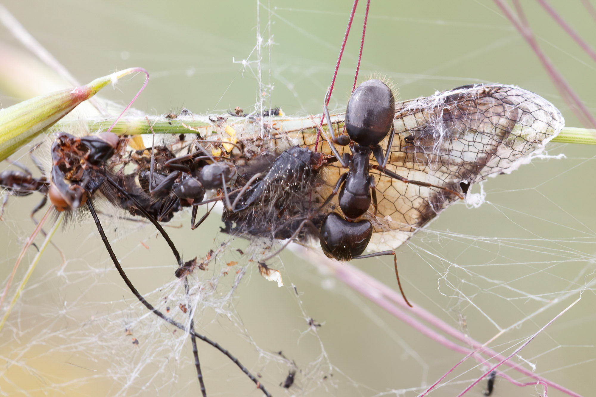 Camponotus aethiops